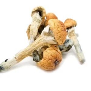 Magic Mushrooms