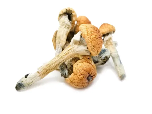 buy-albino-penis-envy-mushroom-online