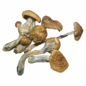 b-mushroom