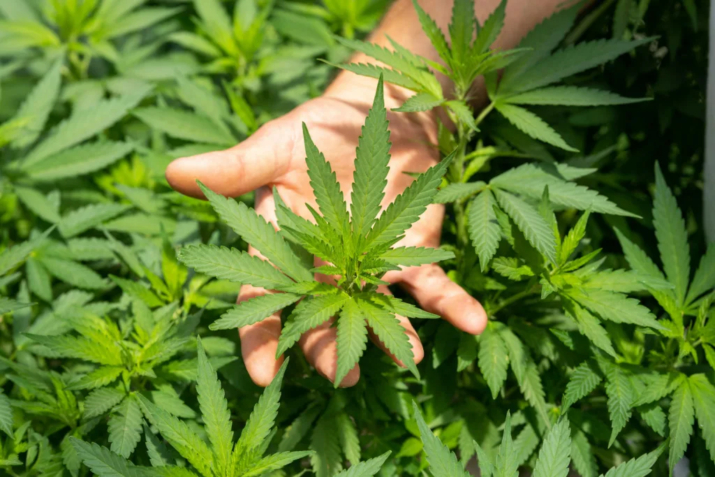 hemp-plant