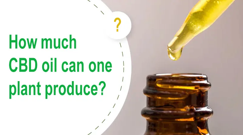how-much-cbd-can-one-plant-produce-banner